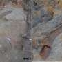 700,000-year-old elephant tooth reveals a lost ecosystem shared by early humans in the Levant