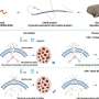 A trick from tardigrades could help human blood withstand freezing