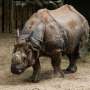 Africa's rhinos often get the spotlight—but Indonesia's two rhino species are far closer to extinction
