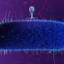 AI-guided mutations help viruses infect bacteria up to 1 million times more effectively