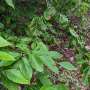 American beech trees may carry genetic resistance to deadly leaf disease
