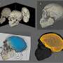 An ancient human face emerges from pieced together Moroccan fossil remains