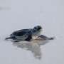 As species decline, green turtles offer a glimmer of hope