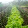 Bacteria can make plant-based foods healthier for humans and animals