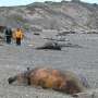 Bacteria suspected in deaths of hundreds of baby whales off Argentina