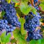 Biodegradable nanoparticle technology may improve agricultural production