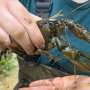 Biologists battle over North America's largest crayfish