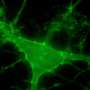 Brain cells regulate cholesterol to control neuron signaling