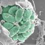Breaking and entering: How parasites prepare host cells for invasion