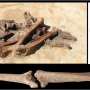 Broken bones in ancient homes shed new light on Viking violence