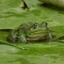 Bullfrog brains can make their own backup fuel