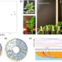 Camelina genome analysis reveals how wild relatives could expand crop breeding options