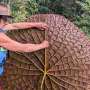 Chance Instagram sighting leads to discovery of rare giant water lily in Colombia