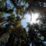Coast redwoods slow their 'breathing' and 'eating' when temperatures spike