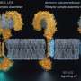 Computer-designed protein targets immune receptor linked to inflammation at new 'undruggable' site