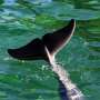 Conservation groups alarmed at marine mammals' deaths in Spain