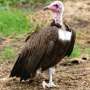 Critically endangered species in the heart of Africa: Investigating Hooded Vultures in Chad