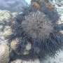 Crown-of-thorns starfish can help reefs thrive