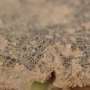 Desert alga reveals how fast growth and resistance to extreme conditions can coexist