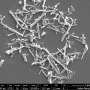 Dopamine-based nanotubes combine heat, electrical stimulation and antioxidant release for first time