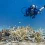 El Niño a 'terrifying' threat to coral reefs: UN biodiversity expert