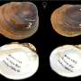 Five new species of freshwater mussels in southern US uncovered by researchers