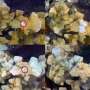 Florida Keys heat wave reveals nearly fourfold death risk for diseased coral