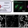 Fluorescent imaging tracks metabolism of cells in real time
