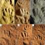 Fossil footprints reveal how dinosaur ancestors gradually shifted from sprawling to upright walking