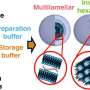 Freezing threatens mRNA delivery, but Tris buffer helps nanoparticles retain their potency