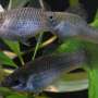 Groups of genetically identical fish follow different behavioral paths as they mature