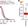 Gut bacteria-derived metabolite extends the lifespan of fruit flies