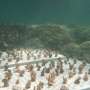 Hawaiian coral tests reveal heat tolerance varies by species and location