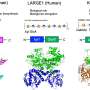 High-speed microscopy captures sugar-building enzymes forming rigid pairs and flexible assemblies