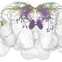 How the biological clock regulates phases of wakefulness