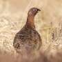 Hunting broadly not responsible for birds declining across Europe, study finds