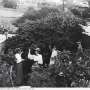 Illegal fungus release reveals tangled history of Australia's decadeslong battle with blackberry