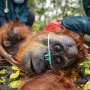 Indonesia fires threaten critically endangered orangutan: IUCN