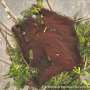 Indonesia releases eight orangutans rescued from fires to protected forest