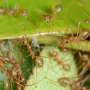 'Jumping genes' helped ants in their evolutionary triumph after the extinction of the dinosaurs