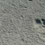 Lion tracks from the ice age: How two ways of seeing brought ancient animals to life
