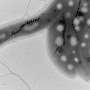 Measuring deep-ocean oxygen with microscopic magnetic fossils