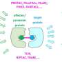 Natural proteins can guide active ingredients to diseased cells