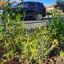 Nature-strip gardens are a paradise for pollinators in your street