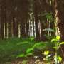 Nature's capacity to 'bounce back' when species are lost is vastly overestimated, global analysis finds