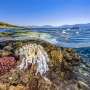 Nearly half of reef-building coral species face higher risk of extinction