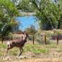 New collar sensor could reveal how wildfire smoke affects animal health