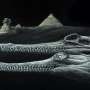 New crocodile species discovered in rocks used to build the Great Sphinx