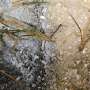New study shows effects of hypoxia in Florida's Banana River