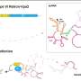 Newly discovered antiviral system in bacteria is 'strangest of its kind'